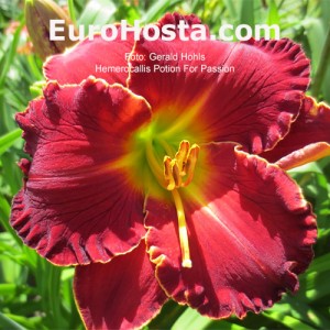 Hemerocallis Potion For Passion