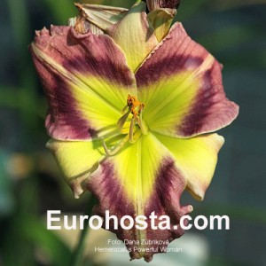 Hemerocallis Powerful Woman -  Eurohosta