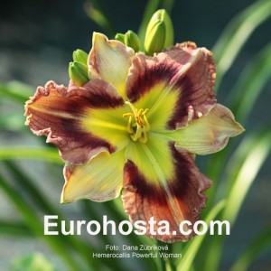 Hemerocallis Powerful Woman -  Eurohosta