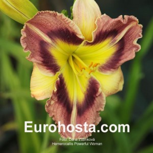 Hemerocallis Powerful Woman -  Eurohosta