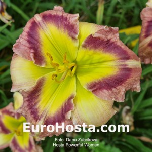 Hemerocallis Powerful Woman -  Eurohosta
