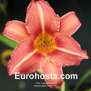 Hemerocallis Pretty Fancy - Eurohosta