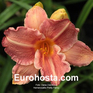 Hemerocallis Pretty Fancy - Eurohosta