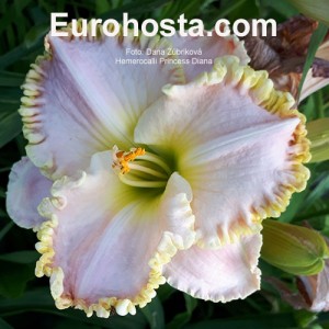 Hemerocallis Princess Diana