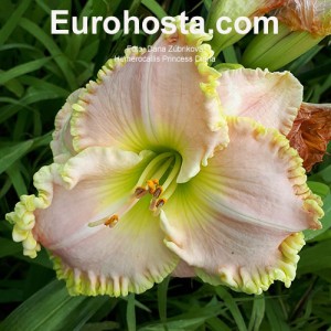 Hemerocallis Princess Diana