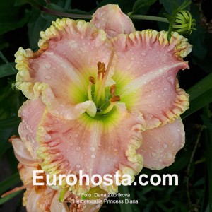 Hemerocallis Princess Diana