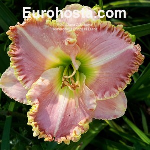 Hemerocallis Princess Diana