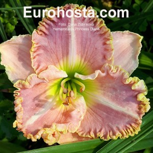 Hemerocallis Princess Diana