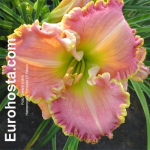 Hemerocallis Princess Of Wales