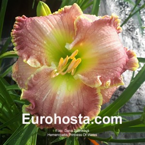 Hemerocallis Princess Of Wales