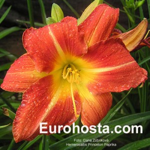 Hemerocallis Princeton Paprika - Eurohosta