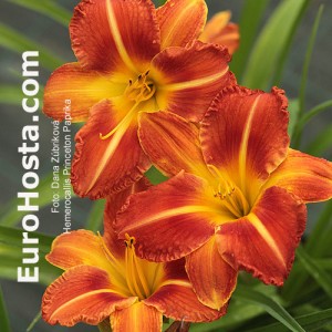 Hemerocallis Princeton Paprika - Eurohosta