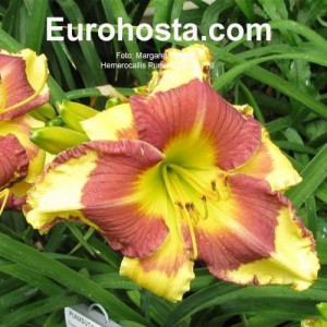 Hemerocallis Punxsutawney Phil