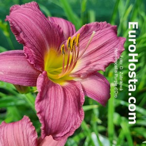 Hemerocallis Purple d'Oro