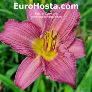 Hemerocallis Purple d'Oro