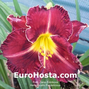 Hemerocallis Purplelicious - Eurohosta