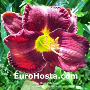 Hemerocallis Purplelicious - Eurohosta