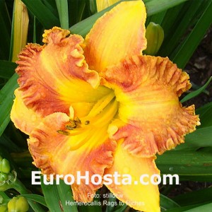 Hemerocallis Rags to Riches