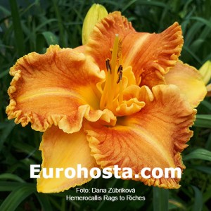 Hemerocallis Rags to Riches