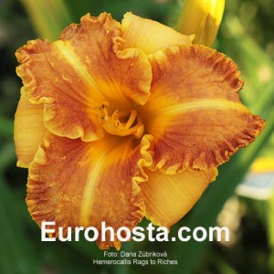 Hemerocallis Rags to Riches