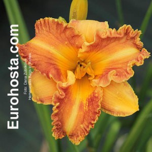 Hemerocallis Rags to Riches