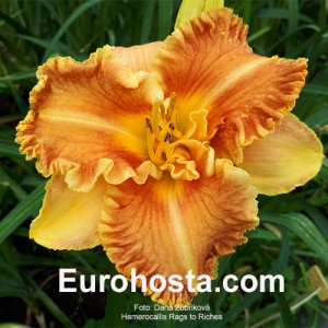 Hemerocallis Rags to Riches