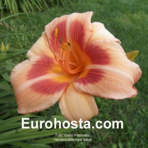 Hemerocallis Real Wind - Eurohosta