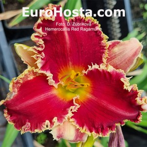 Hemerocallis Red Ragamuffin