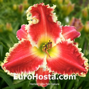 Hemerocallis red sakura