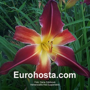 Hemerocallis Red Suspenders