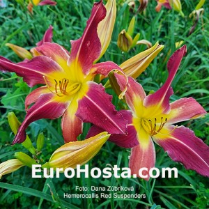 Hemerocallis Red Suspenders