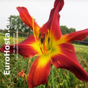 Hemerocallis Redneck Red