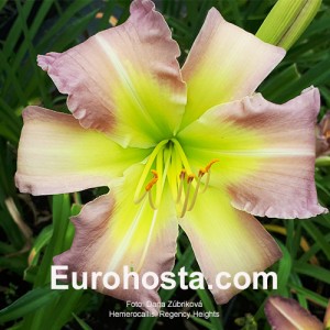 Hemerocallis Regency Heights