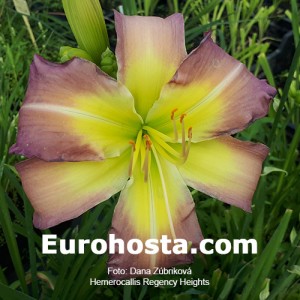 Hemerocallis Regency Heights