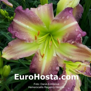 Hemerocallis Regency Heights