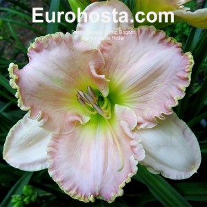 Hemerocallis Ricter 