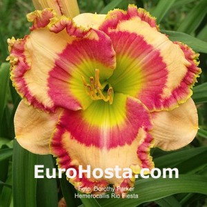 Hemerocallis Rio Fiesta - Eurohosta