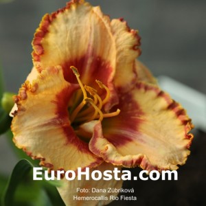 Hemerocallis Rio Fiesta - Eurohosta