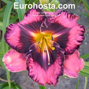 Hemerocallis Rock Candy