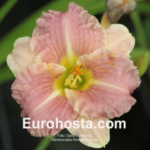 Hemerocallis Romantic Rose - Eurohosta