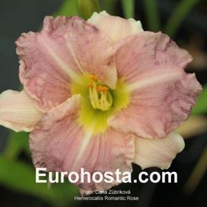 Hemerocallis Romantic Rose - Eurohosta