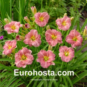 Hemerocallis Romantic Rose - Eurohosta