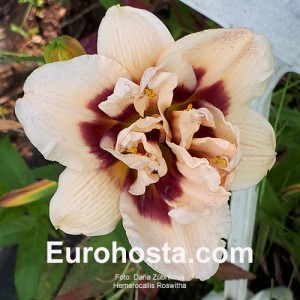 Hemerocallis Roswitha - Eurohosta