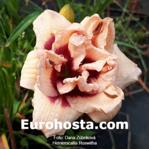 Hemerocallis Roswitha - Eurohosta