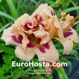 Hemerocallis Roswitha - Eurohosta