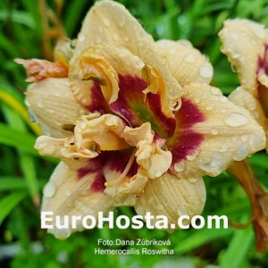 Hemerocallis Roswitha - Eurohosta