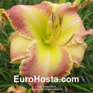 Hemerocallis Rouen Cathedral