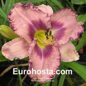 Hemerocallis Royal Braid - Eurohosta