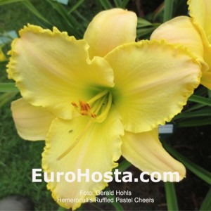 Hemerocallis Ruffled Pastel Cheers