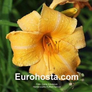 Hemerocallis Ruffled Apricot - Eurohosta